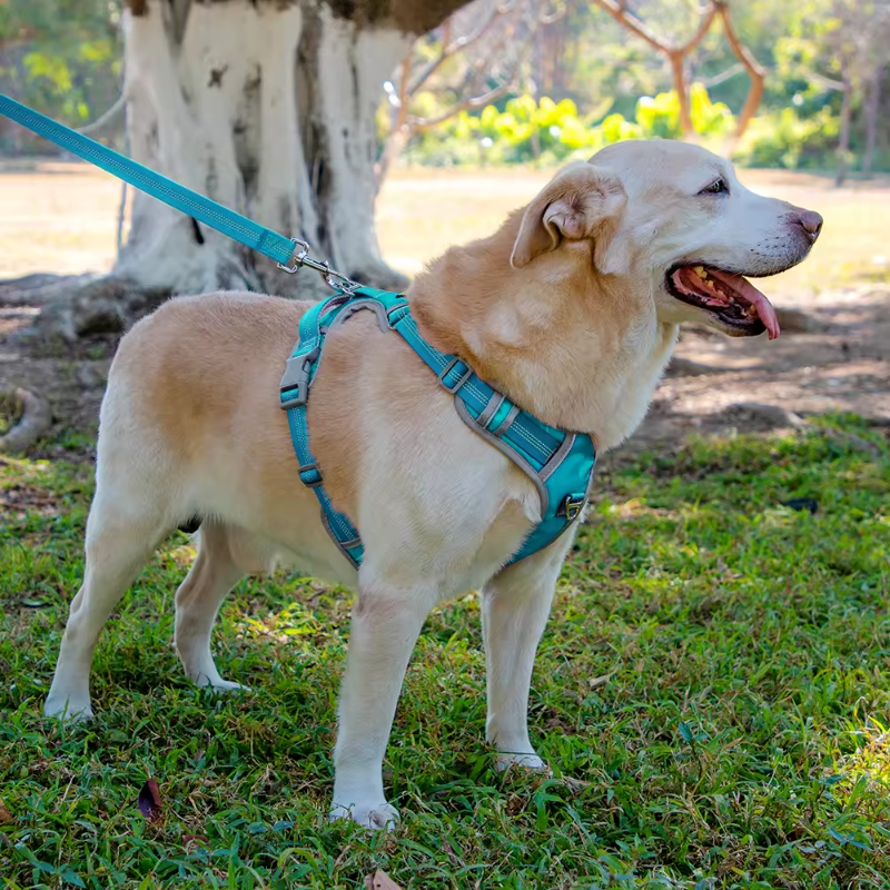 Dog Harness (20-25inches)